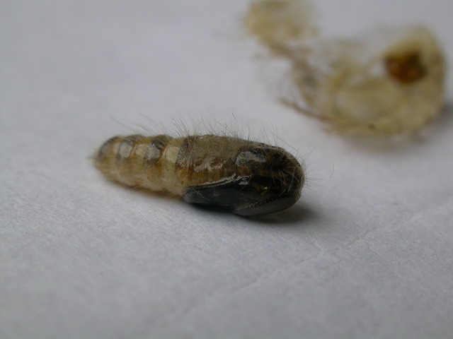 «ö¦¹¦b·sµøµ¡ÂsÄý¹Ï¤ù