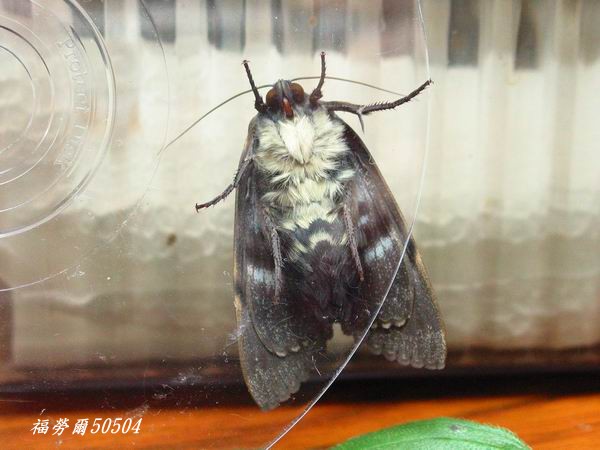 按此在新視窗瀏覽圖片