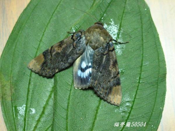 按此在新視窗瀏覽圖片