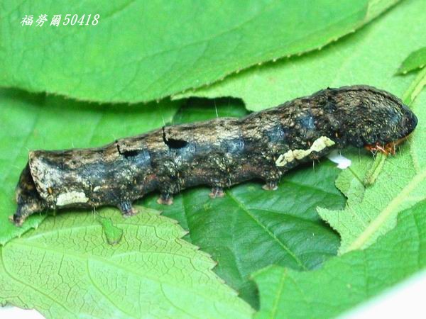 按此在新視窗瀏覽圖片