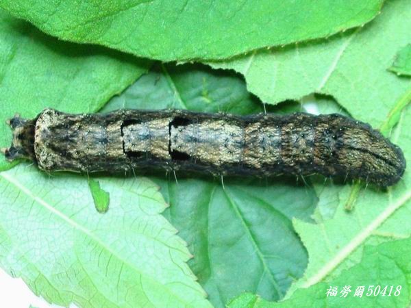 按此在新視窗瀏覽圖片