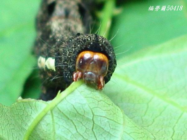 按此在新視窗瀏覽圖片