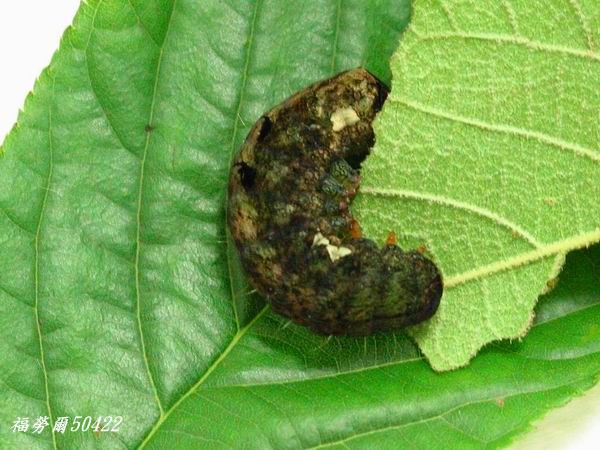 按此在新視窗瀏覽圖片