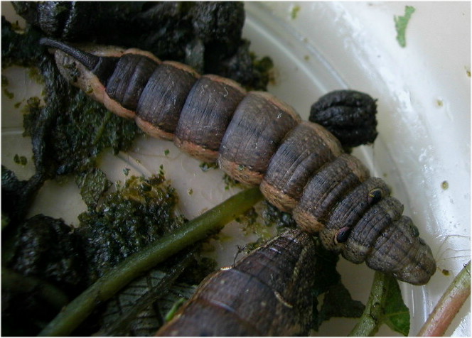 按此在新視窗瀏覽圖片