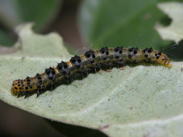 按此在新視窗瀏覽圖片