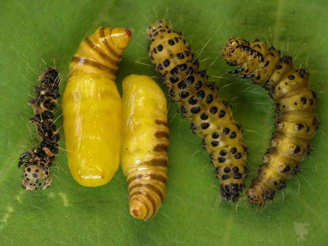 按此在新視窗瀏覽圖片