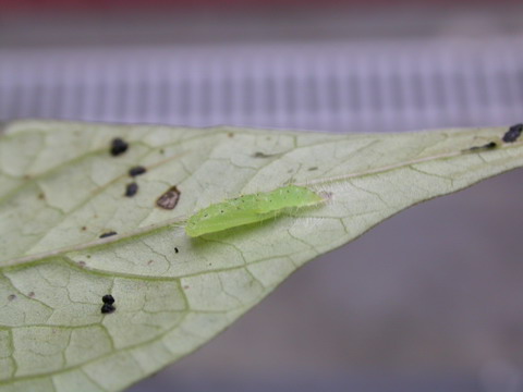 按此在新視窗瀏覽圖片