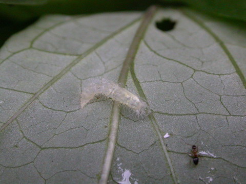 按此在新視窗瀏覽圖片