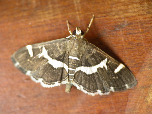 按此在新視窗瀏覽圖片