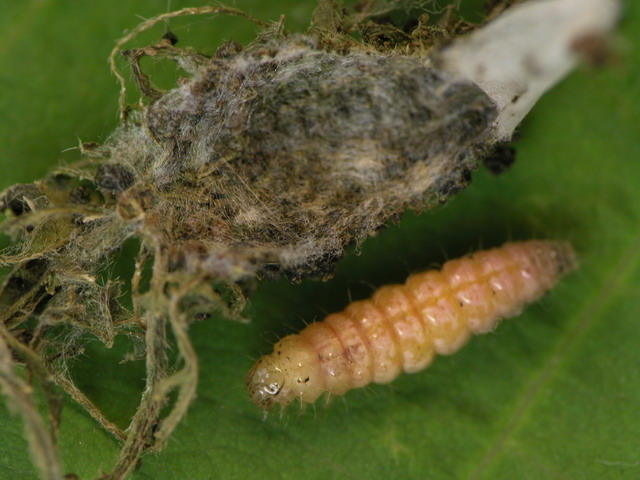 按此在新視窗瀏覽圖片