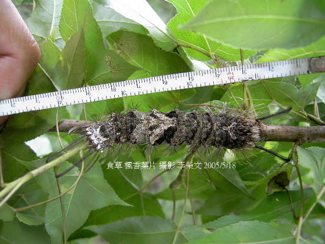 按此在新視窗瀏覽圖片