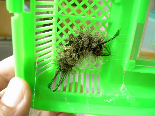 按此在新視窗瀏覽圖片