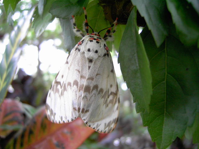 按此在新視窗瀏覽圖片
