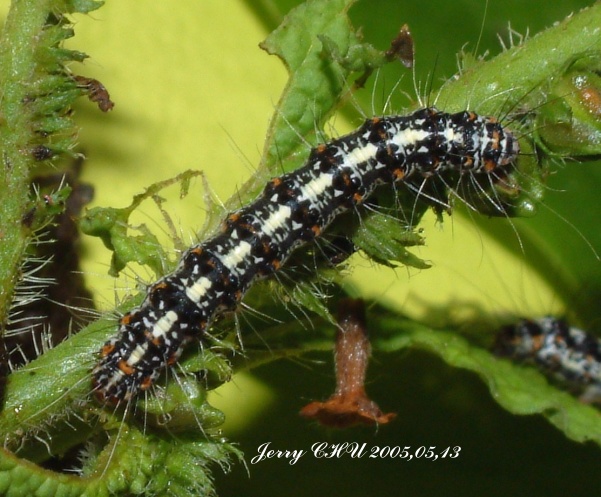 按此在新視窗瀏覽圖片