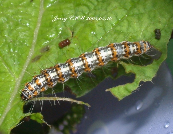 按此在新視窗瀏覽圖片