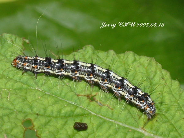 按此在新視窗瀏覽圖片