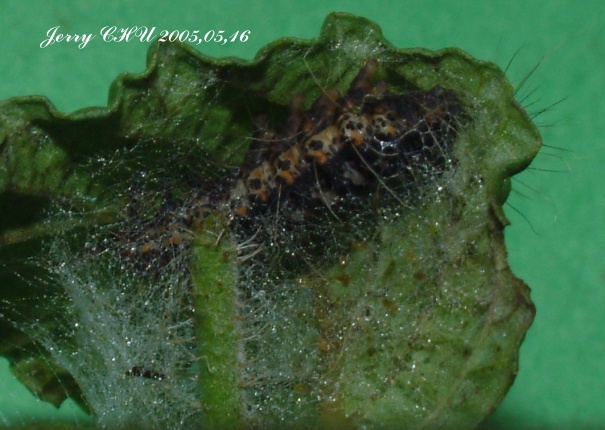 按此在新視窗瀏覽圖片