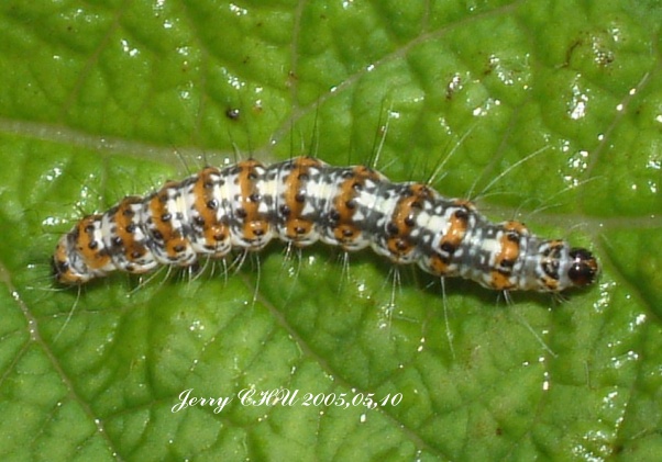 按此在新視窗瀏覽圖片