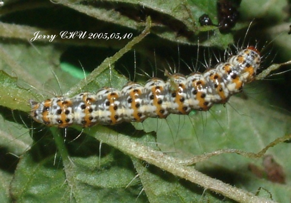 按此在新視窗瀏覽圖片