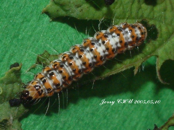 按此在新視窗瀏覽圖片