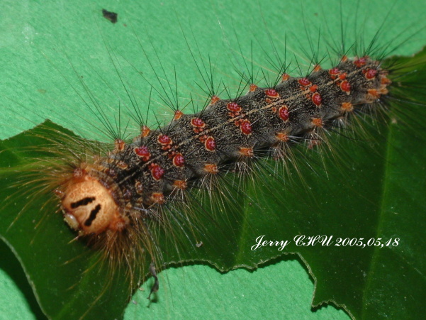 按此在新視窗瀏覽圖片