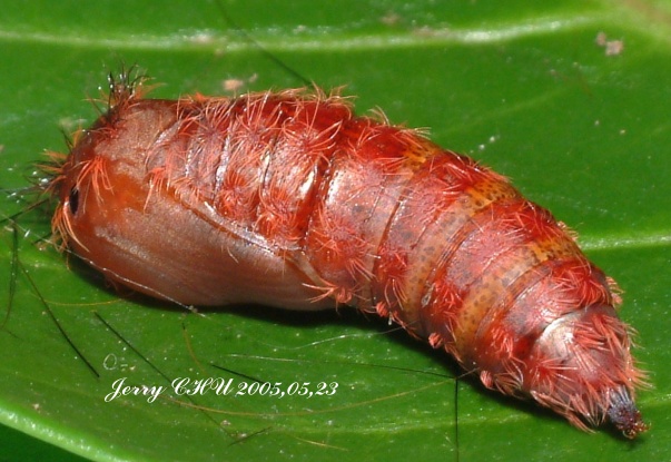 按此在新視窗瀏覽圖片