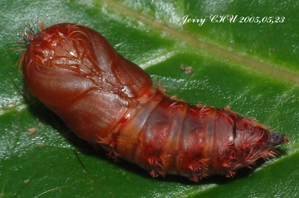 按此在新視窗瀏覽圖片