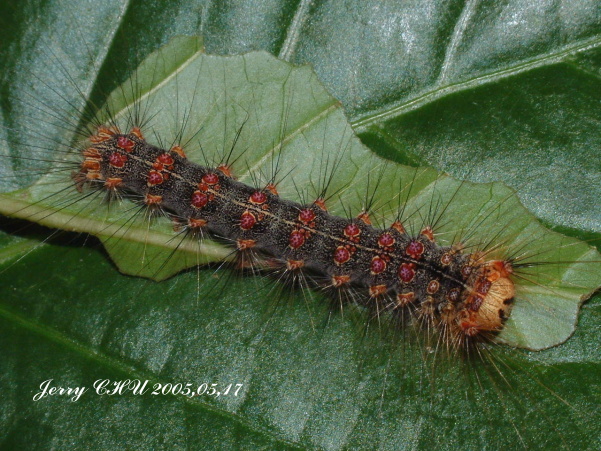 按此在新視窗瀏覽圖片