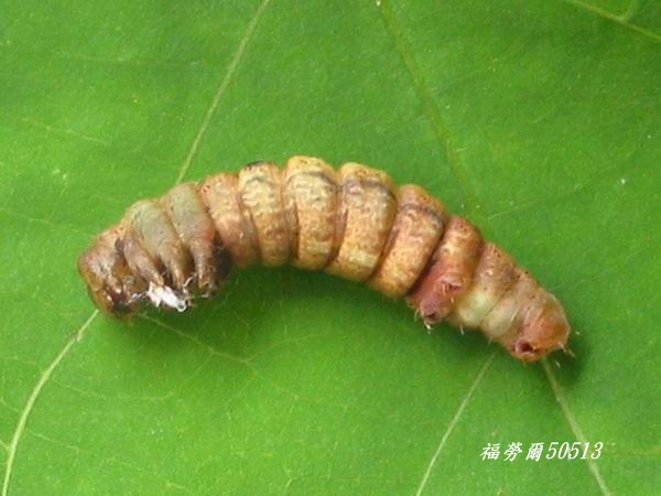 按此在新視窗瀏覽圖片