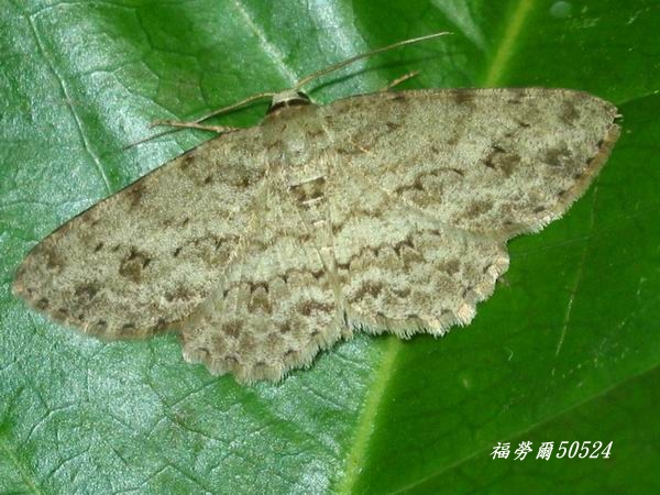 按此在新視窗瀏覽圖片