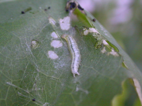 按此在新視窗瀏覽圖片