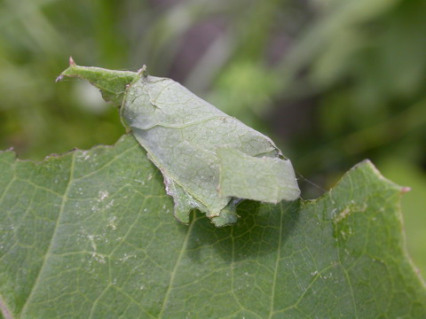 按此在新視窗瀏覽圖片