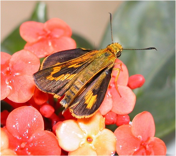 按此在新視窗瀏覽圖片