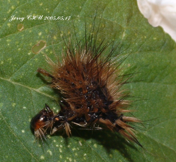 按此在新視窗瀏覽圖片