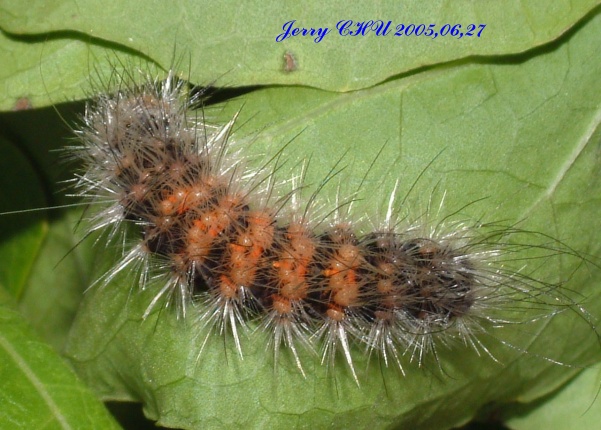 按此在新視窗瀏覽圖片