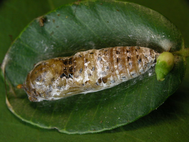 按此在新視窗瀏覽圖片