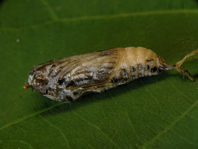 按此在新視窗瀏覽圖片