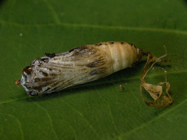 按此在新視窗瀏覽圖片