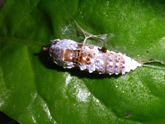 按此在新視窗瀏覽圖片