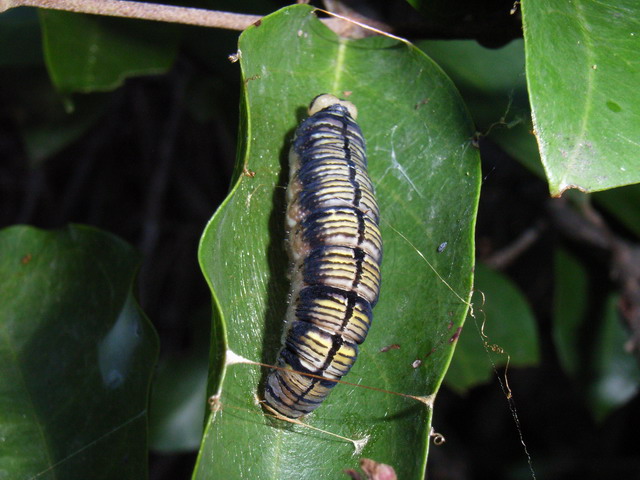 按此在新視窗瀏覽圖片
