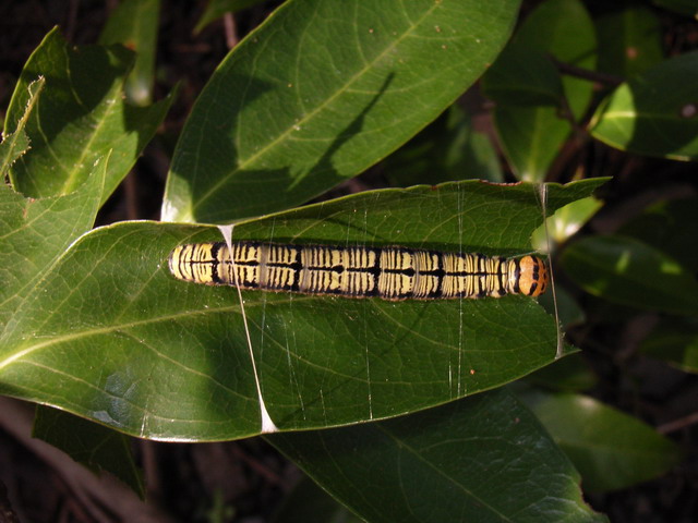 按此在新視窗瀏覽圖片