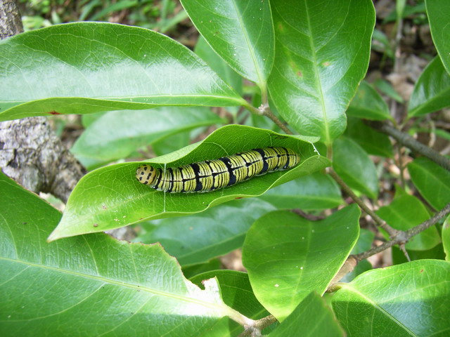 按此在新視窗瀏覽圖片