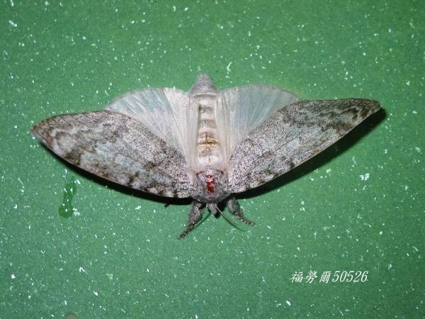 按此在新視窗瀏覽圖片