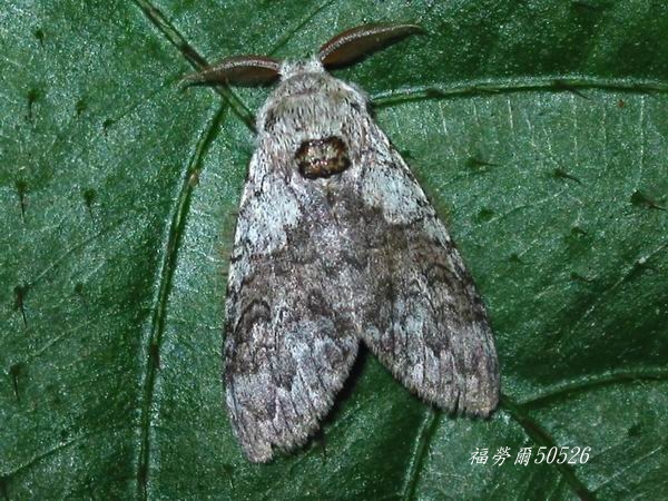 按此在新視窗瀏覽圖片