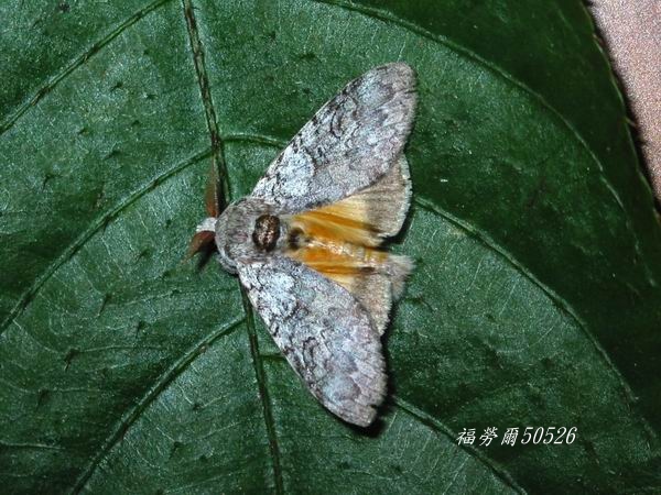 按此在新視窗瀏覽圖片