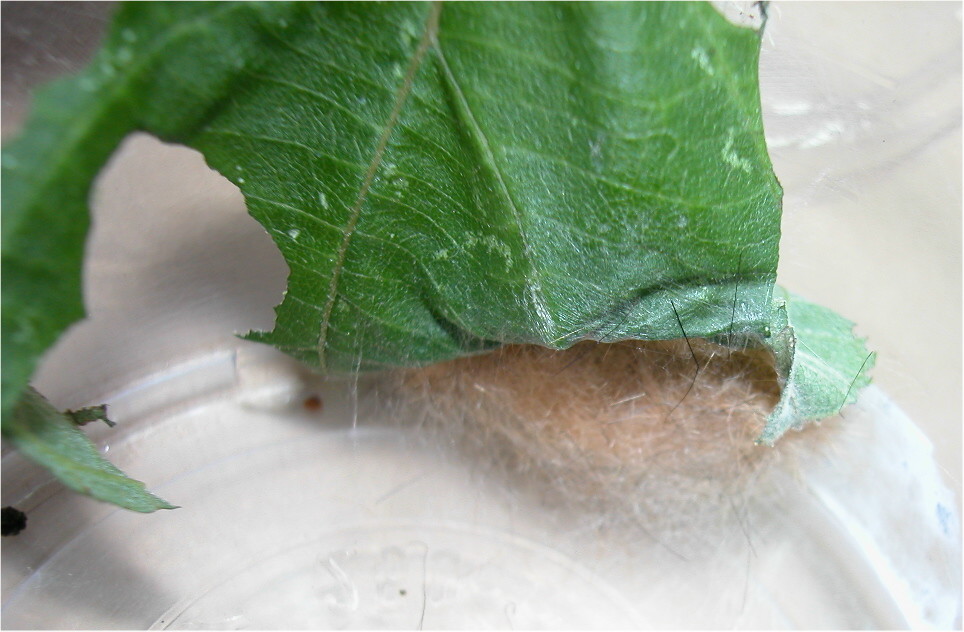 按此在新視窗瀏覽圖片