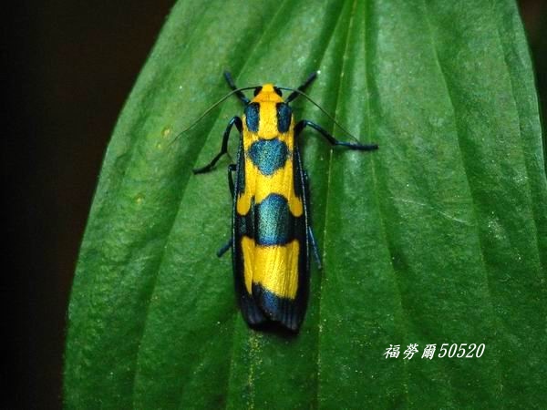 按此在新視窗瀏覽圖片