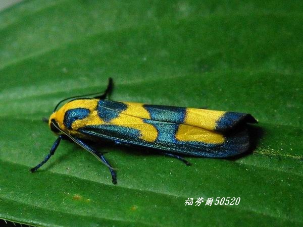 按此在新視窗瀏覽圖片