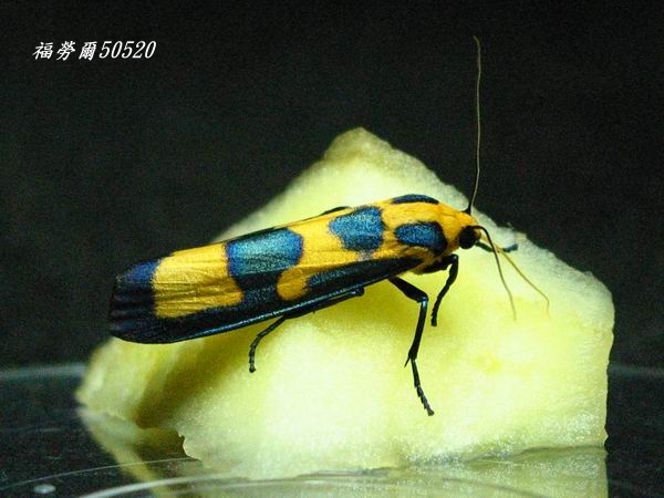 按此在新視窗瀏覽圖片