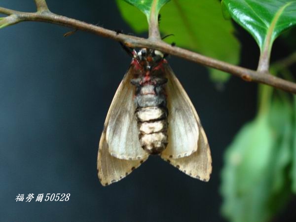 按此在新視窗瀏覽圖片